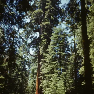 The President Sequoiadendron