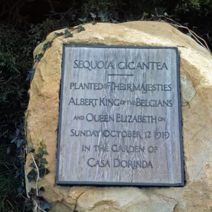 King Albert Tree, Casa Dorinda