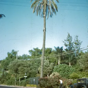 Serra Palm