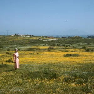 Lyda Edge, field of wildflowers near Perris