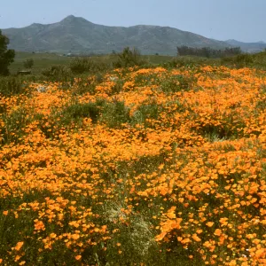field of poppies near Perris