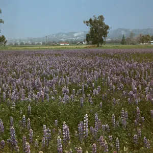 field of Lupine near Riverside, wildflowers