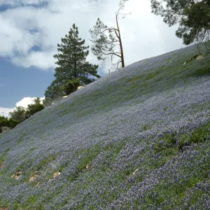 Lupinus nanus hill slope, Figueroa Mountain Road, wildflowers