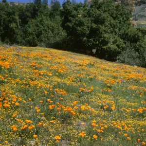 field of poppies, De la Guerra, wildflowers