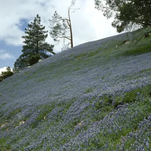 Lupinus nanus hill slope, Figueroa Mountain Road, wildflowers