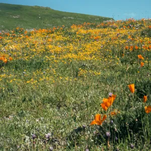 Happy Canyon view, wildflowers