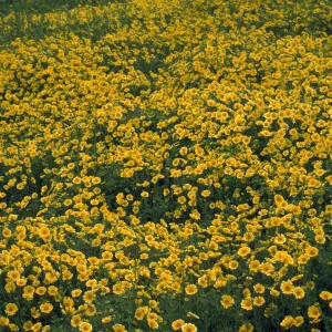 wildflowers, Conejo park, field of Layia platyglossa