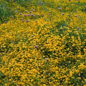 wildflowers, Conejo park, field of Lasthenia chrysostoma