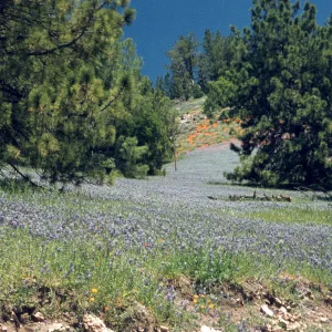 hillside of wildflowers, Figueroa Mountain
