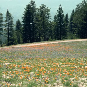 wildflowers, Figueroa Mountain, poppies and lupine
