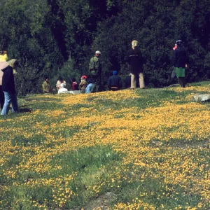 SBBG Wildflower Field Trip to De la Guerra, goldfields