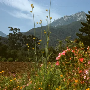 SBBG, Meadow unplanted, La Cumbre Peak