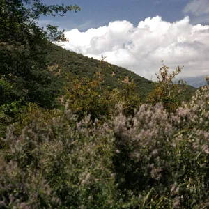 Rose Valley