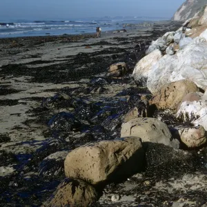oil, Arroyo Burro Beach, Santa Barbara