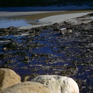 oil, Arroyo Burro Beach, Santa Barbara, ocean waves