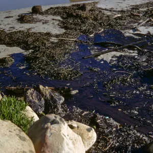 oil, Arroyo Burro Beach, Santa Barbara