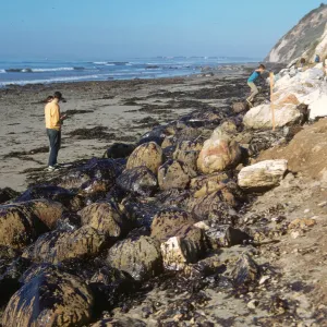 oil, Arroyo Burro Beach, Santa Barbara