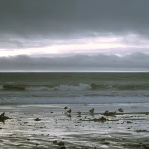 Arroyo Burro Beach, Santa Barbara, ocean waves, shore birds