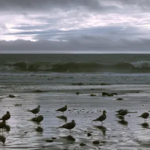 Arroyo Burro Beach, Santa Barbara, ocean waves, shore birds