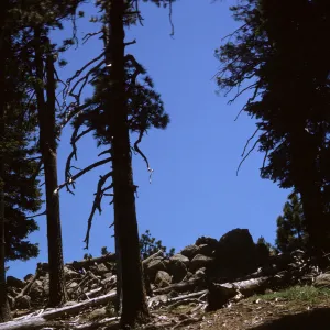 Reyes Peak trees