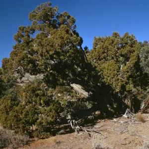 Alabama Hills outcrop