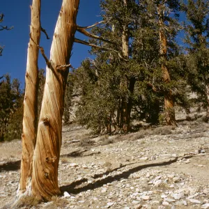 trees, White Mountains