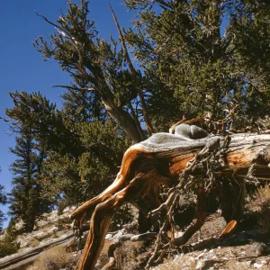 gnarled trees, White Mountains