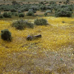 wildflower field, Mojave