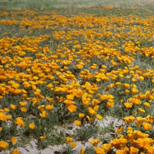 wildflowers, field of poppies, road to Gorman