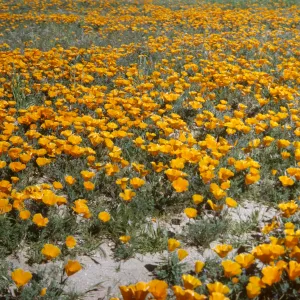 wildflowers, field of poppies, road to Gorman