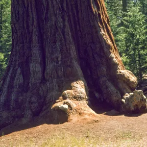 base of General Sherman tree, Sequoiadendron giganteum