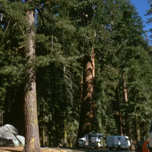 Sequoia National Park, near Grant Grove
