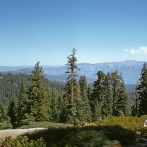 Sequoia National Park, viewing west, near Grant Grove