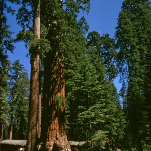 Sequoia National Park, near Grant Grove, Sequoiadendron giganteum