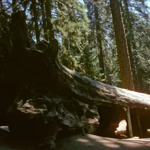 Fallen Monarch, Sequoia National Park, near Grant Grove, Sequoiadendron giganteum