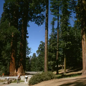 Sequoia National Park, near Grant Grove, Sequoiadendron giganteum