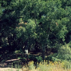 Toro Canyon Park
