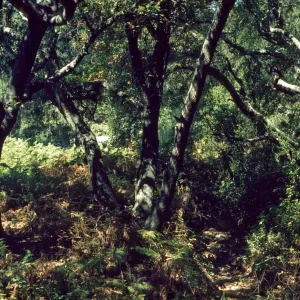 Toro Canyon Park