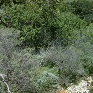 Jalama road, riparian habitat