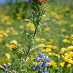 Jalama, Lupine, Owl's clover, Gold fields