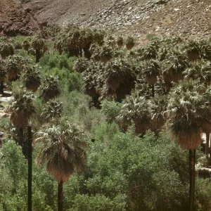 Palm Canyon, desert palm oasis