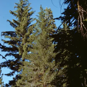 sugar pine, white fir, Dora Bell Camp, Shaver Lake
