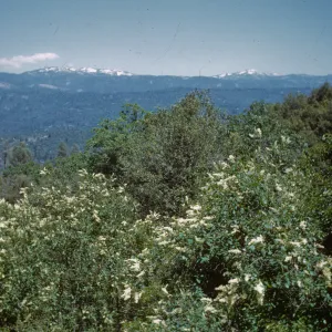 Ceanothus intergerrimus, mountain peaks, Oakhurst Road