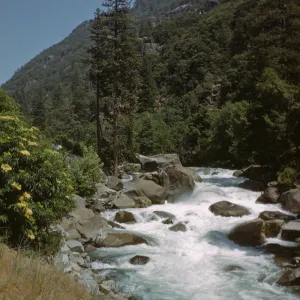 whitewater, South Fork Kings River, Elderberry and Pines