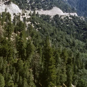 Highway 18, west of Big Bear Lake, mixed conifers