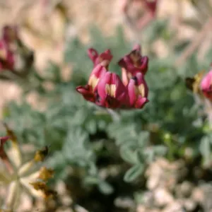 flower, Coso