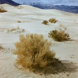Sand Dunes, Death Valley
