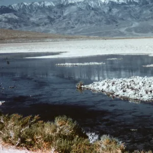 Allenrolfea occidentalis (in foreground), Badwater, Death Valley