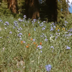 Hackelia valutina, Sawhill Flat Road, Fallen Leaf Lake, wildflowers