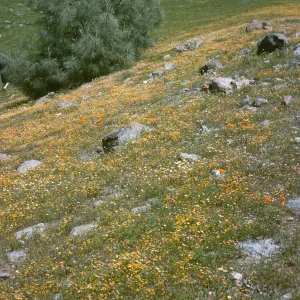 De la Guerra Springs, wildflowers